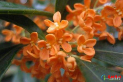 桂花哪个品种最名贵 名贵桂花品种排名