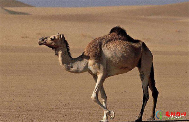 澳大利亚射杀骆驼 喝水喝多了竟也成了错