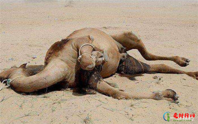 澳大利亚射杀骆驼 喝水喝多了竟也成了错
