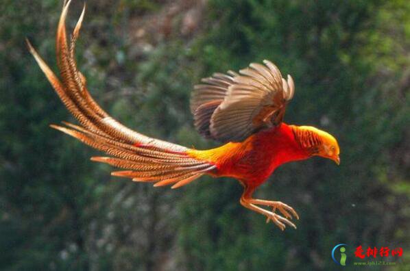世界最美丽的十种鸟，锦鸡上榜，第一不擅长飞行