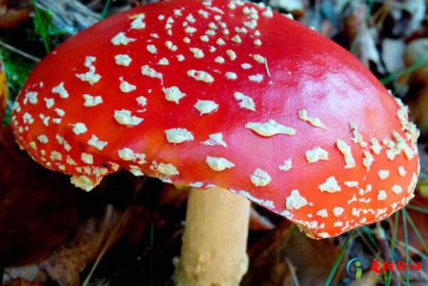 世界十大最奇特的蘑菇,奇特蘑菇的种类