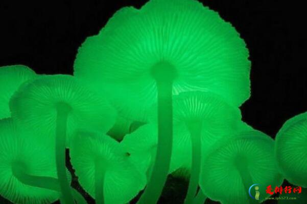 世界十大最奇特的蘑菇,奇特蘑菇的种类