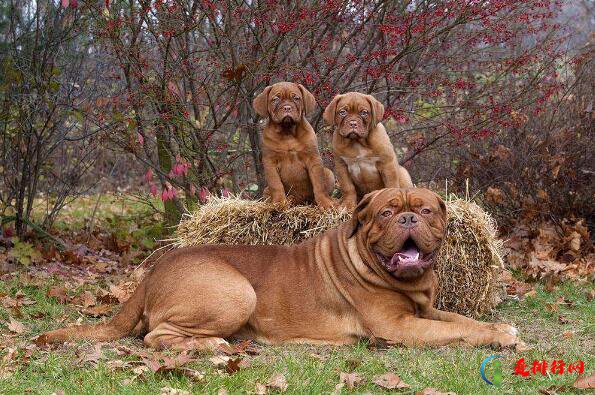 世界十大最危险猛犬,猛犬排名前十的狗