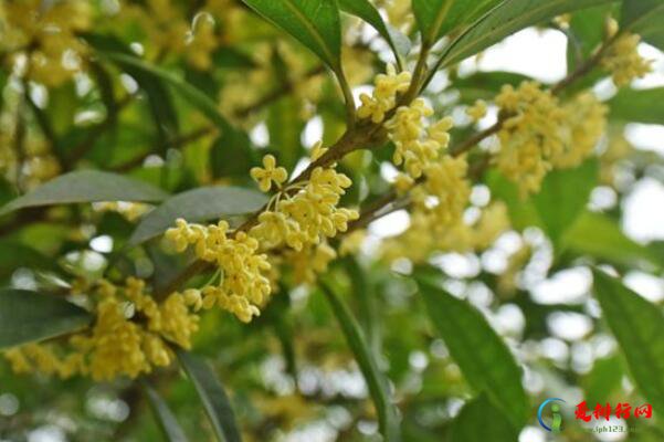 最名贵的十种花卉 名贵的花有哪些品种
