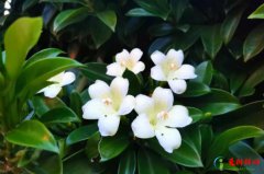 <b>十种室内最好养的植物盆栽 盘点十大养不死的盆栽植物</b>