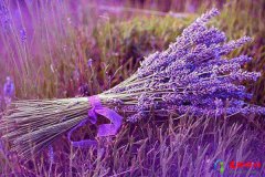 <b>世界上最浪漫的花语有哪些 花语最浪漫的十种花</b>