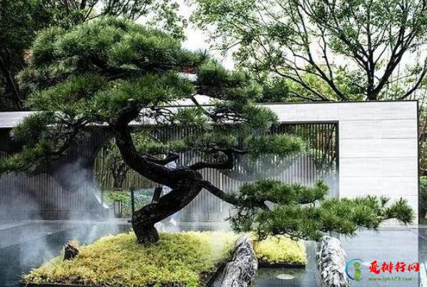 中国十大吉祥树 家里种十大吉祥树有哪些