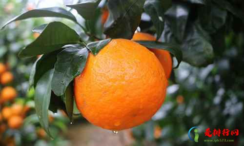 沃柑是橘子还是橙子