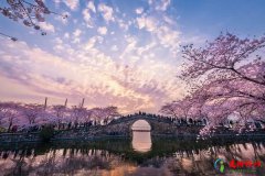 <b>中国三大赏樱胜地 国内看樱花最好的地方</b>