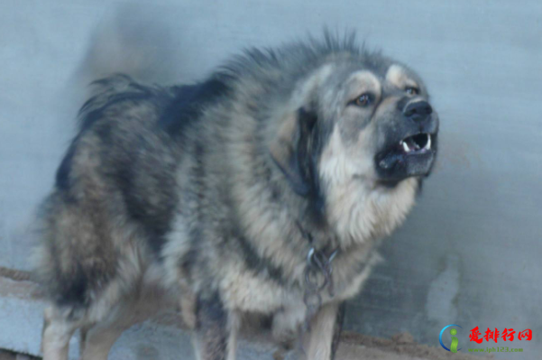 世界十大凶犬,世界名犬凶猛排行榜