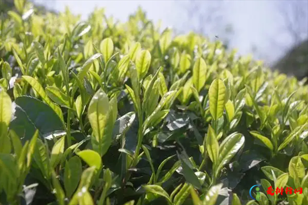 杭州十大名茶排行榜,杭州最有名的茶有哪些