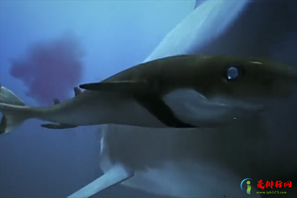 世界十大最可怕的鲨鱼,十种全世界最危险的鲨鱼