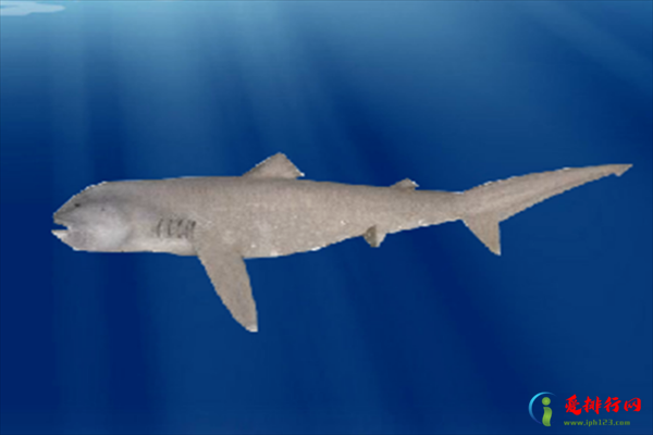 世界十大最可怕的鲨鱼,十种全世界最危险的鲨鱼