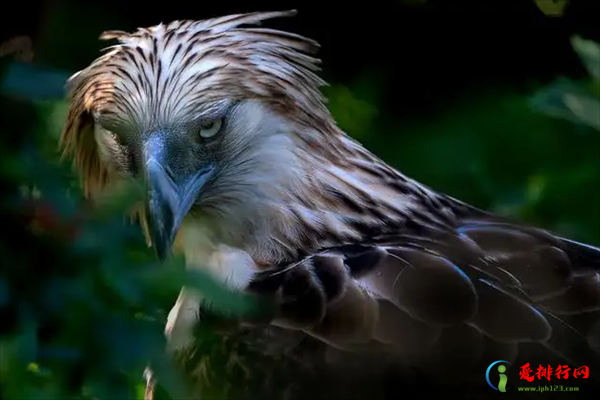 世界十大最稀有的鸟类,世界十大濒危鸟类有哪些