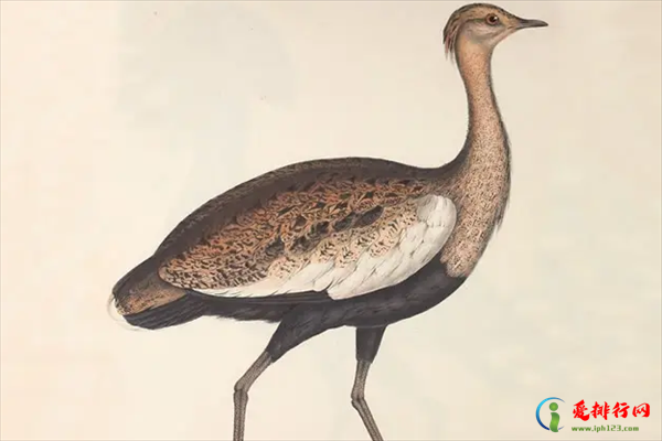 世界十大最稀有的鸟类,世界十大濒危鸟类有哪些