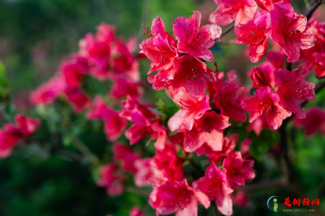 中国最美十大名花 中国最美的十种花