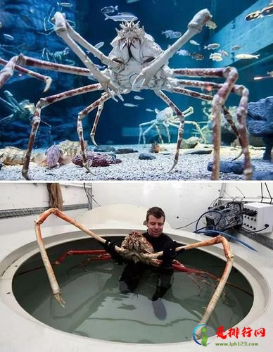 世界上最大的螃蟹十大排名 最大的螃蟹是什么品种
