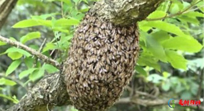 日本蜜蜂 十种战斗力最强的昆虫排行榜 狼蛛霍克黄蜂最为凶残