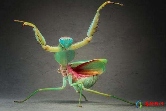 世界十大螳螂排行榜 实力最为凶悍的非洲绿巨螳排名第一
