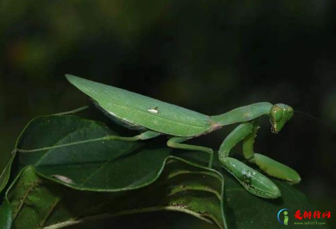 世界十大螳螂排行榜 实力最为凶悍的非洲绿巨螳排名第一