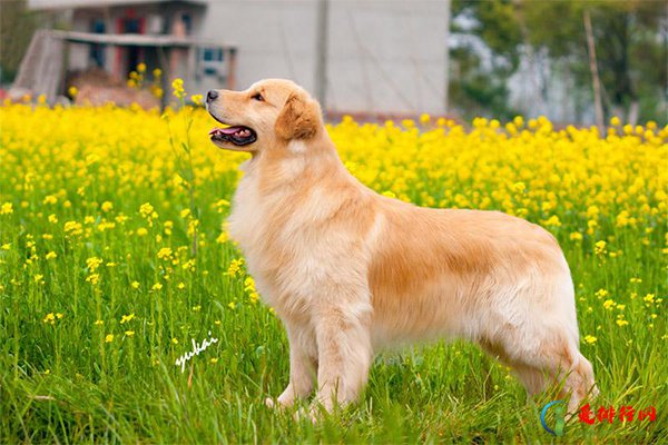 十大聪明犬排名 盘点智商最高的十种狗狗