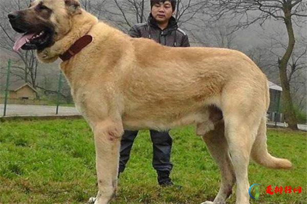 世界10大杀伤力超强的犬 坎高犬排榜首