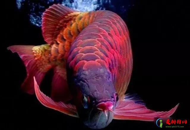 世界10大最昂贵的观赏鱼，血红鱼价值超400万元