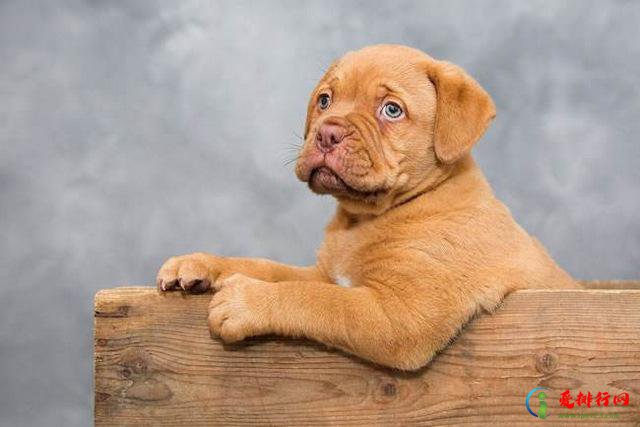 世界10大凶猛的护卫犬，高加索犬位列第一