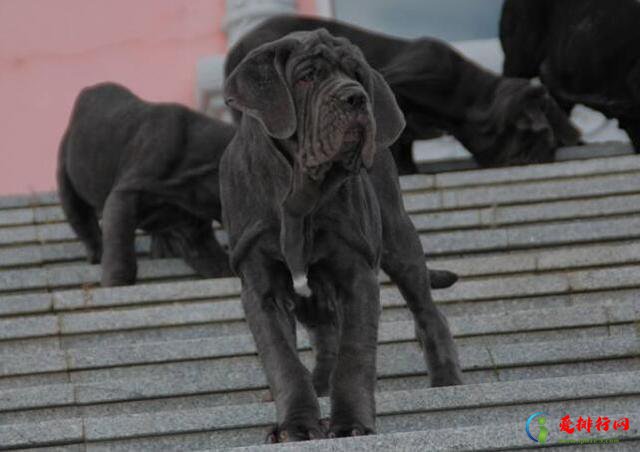 世界10大凶猛的护卫犬，高加索犬位列第一