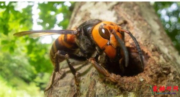 地球上十大长相恐怖的真实生物 最吓人的10大生物揭秘