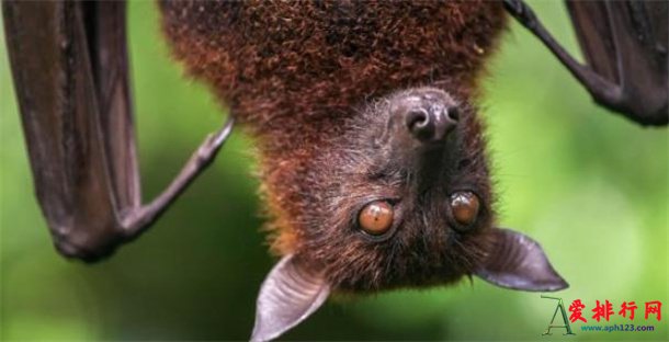 地球上十大长相恐怖的真实生物 最吓人的10大生物揭秘