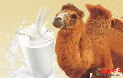 骆驼奶粉十大名牌排行榜 声誉好的骆驼奶粉排名