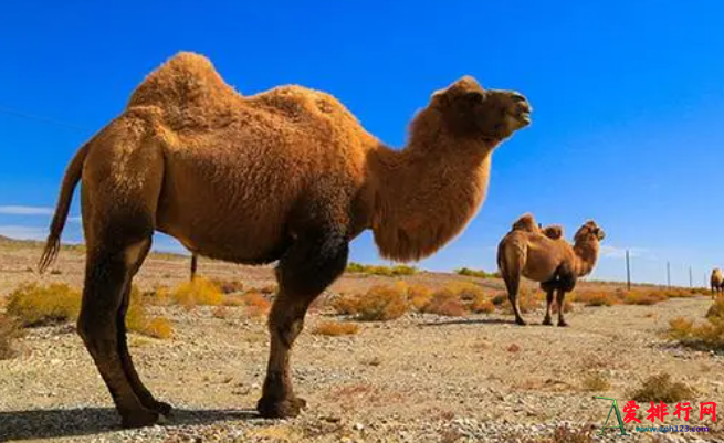 骆驼奶粉十大名牌排行榜 声誉好的骆驼奶粉排名