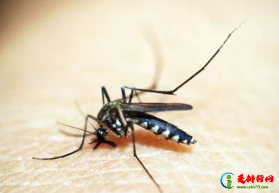 蚊子什么时候最活跃?蚊子喜欢待在屋里什么地方 蚊子什么时候最活跃?蚊子喜欢待在屋里什么地