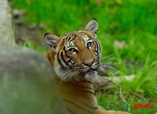 2022年虎年最忌讳哪个月出生,虎年属虎几月命苦 2022年虎年最忌讳哪个月出生,虎年属虎几月命苦