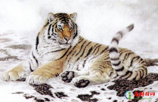 2022年属虎本命年的大忌什么,2022虎年本命年躲什么生肖 2022年属虎本命年的大忌什么,2022虎年本命年躲什