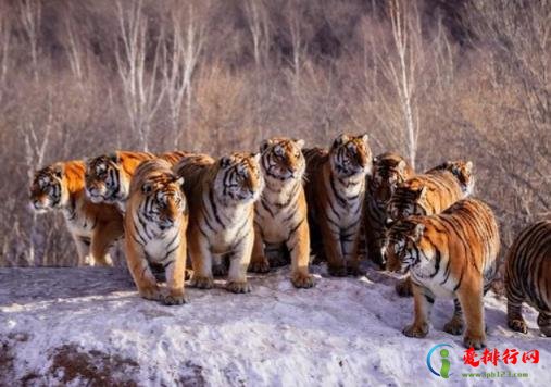 2022年属虎本命年的大忌什么,2022虎年本命年躲什么生肖 2022年属虎本命年的大忌什么,2022虎年本命年躲什