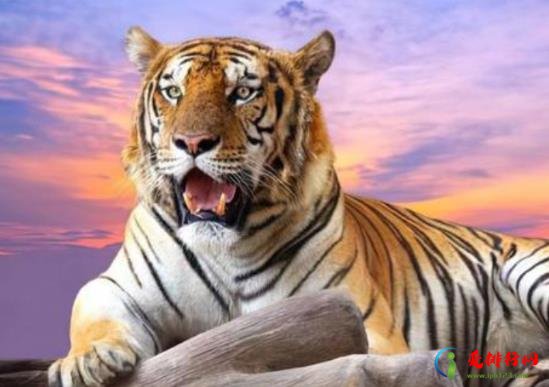 2022年属虎本命年的大忌什么,2022虎年本命年躲什么生肖 2022年属虎本命年的大忌什么,2022虎年本命年躲什