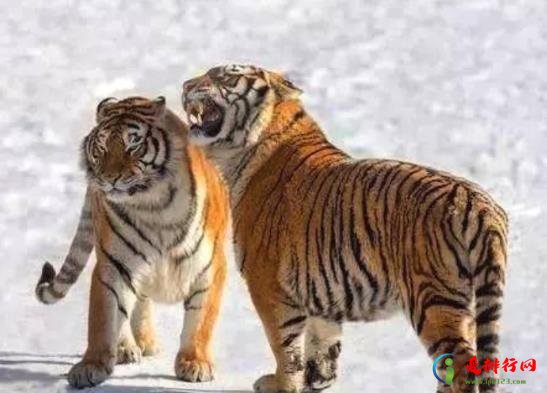 2022年属虎本命年穿什么颜色的衣服好,虎年本命年幸运色有哪些啥颜色 2022年属虎本命年穿什么颜色的衣服好,虎年本命