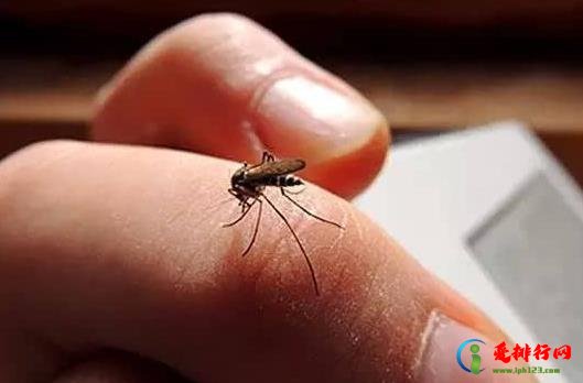 蚊子一般几点开始咬人?蚊子咬了肿很大很硬会不会是病 蚊子一般几点开始咬人?蚊子咬了肿很大很硬会