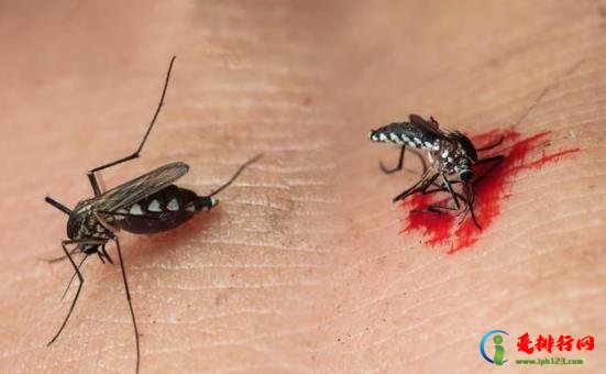 蚊子一般几点开始咬人?蚊子咬了肿很大很硬会不会是病 蚊子一般几点开始咬人?蚊子咬了肿很大很硬会