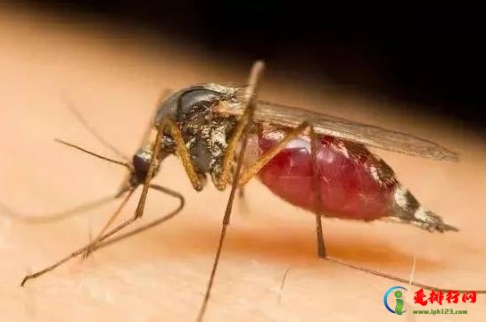 蚊子闻到杀虫剂会死吗?蚊子包怎么快速消肿止痒? 蚊子闻到杀虫剂会死吗?蚊子包怎么快速消肿止