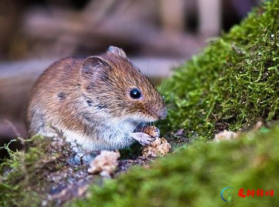 卧室有老鼠睡觉安全吗?人睡着了老鼠会靠近吗? 卧室有老鼠睡觉安全吗?人睡着了老鼠会靠近吗