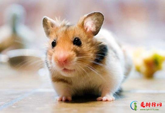 开空调真的可以赶走老鼠吗?老鼠把空调管子咬烂了会有什么影响 开空调真的可以赶走老鼠吗?老鼠把空调管子咬