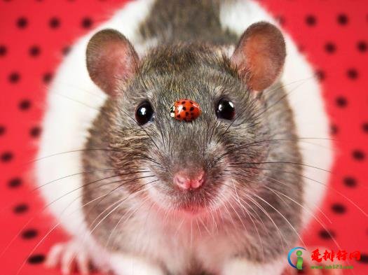打死了小老鼠母老鼠会来找吗?老鼠真的会报仇吗? 打死了小老鼠母老鼠会来找吗?老鼠真的会报仇