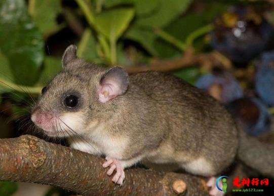 打死了小老鼠母老鼠会来找吗?老鼠真的会报仇吗? 打死了小老鼠母老鼠会来找吗?老鼠真的会报仇