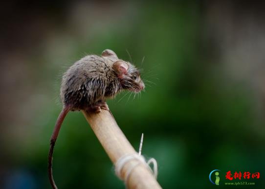 空调管子洞里为什么有老鼠?空调墙洞怎么处理可以防老鼠? 空调管子洞里为什么有老鼠?空调墙洞怎么处理