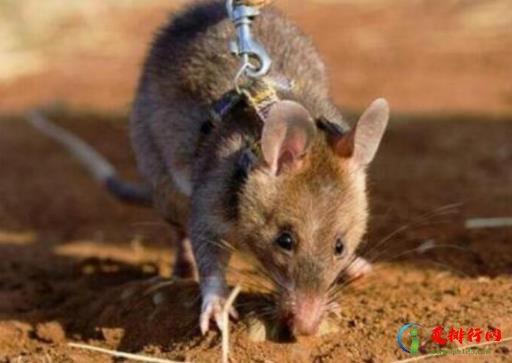 空调管子洞里为什么有老鼠?空调墙洞怎么处理可以防老鼠? 空调管子洞里为什么有老鼠?空调墙洞怎么处理