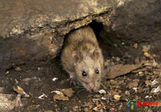 抓到的老鼠是放了还是杀了?老鼠怕84消毒液的气味吗? 抓到的老鼠是放了还是杀了?老鼠怕84消毒液的气