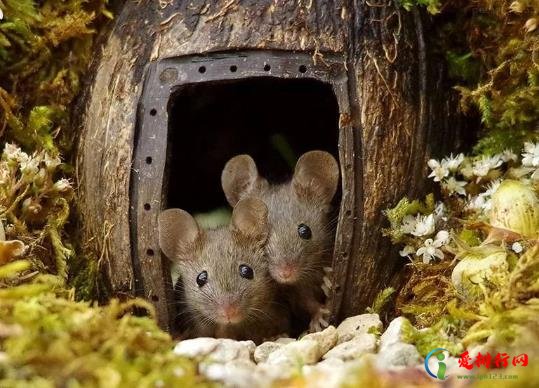 死老鼠没法处理要臭多久?怎么判断家里老鼠走了没? 死老鼠没法处理要臭多久?怎么判断家里老鼠走